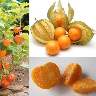 Hạt Giống Cây Thù Lù Nam Mỹ( Cây anh đào đất ) { gói 50 hạt }