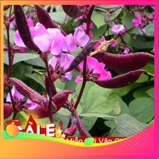 Hạt Giống Đậu Ván Tím - 10 Hạt VIETGAR