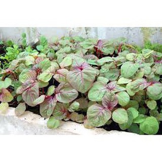 10 gram hạt giống rau dền