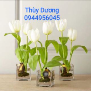 Lọ thủy tinh trồng cây , thả cá miệng loe.