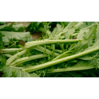 Hạt giống rau cải mèo (cải lá xẻ) 20gr