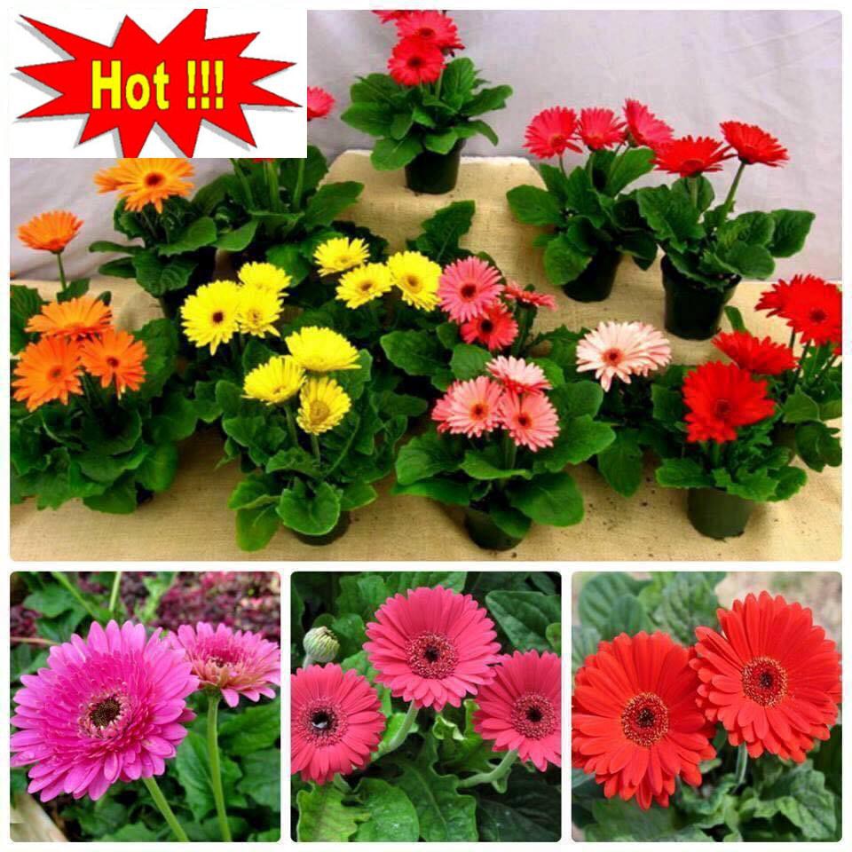 Gói 100 Hạt Giống Hoa Đồng Tiền Kép Lùn - Mix (Gerbera)