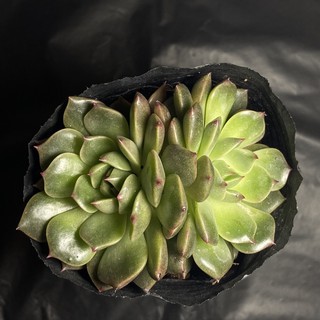 Sen đá ruby xanh (size bầu)