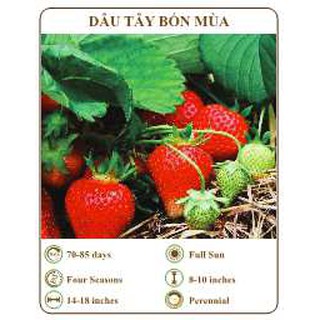 Hạt giống dâu tây bốn mùa - THE XANH