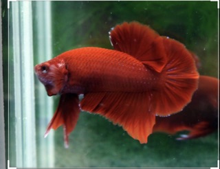 BETTA SUPER RED