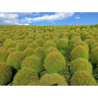 100H - HẠT GIỐNG CỎ ĐỔI MÀU/ KOCHIA