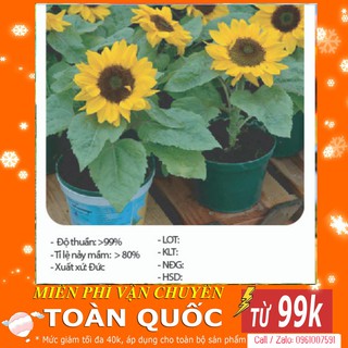 [TOP] Hạt Giống Hoa Hướng Dương Lùn - 15 hạt [ Tặng Kèm 1 Viên Nén Xơ Dừa ]