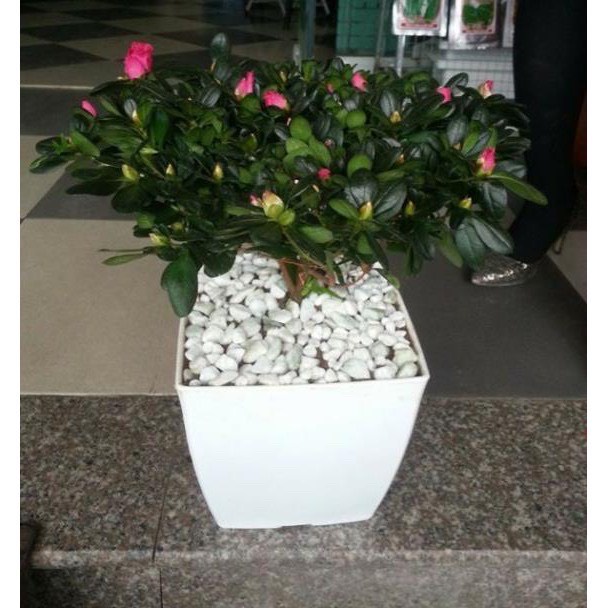 Chậu nhựa vuông V16 - 05 chậu, chậu trồng hoa cây cảnh văn phòng hàng loại 1 KT 16x16x16cm.