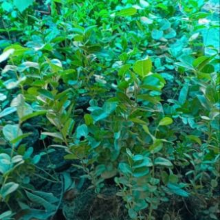 CÂY SIRO GIỐNG