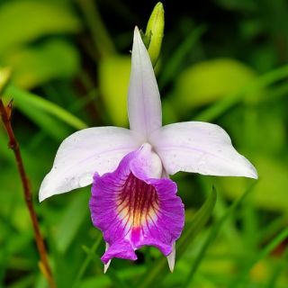 Lan trúc ( lan sậyundefined