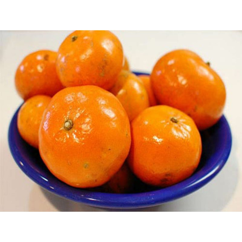 Quít  Thái  giống mới.