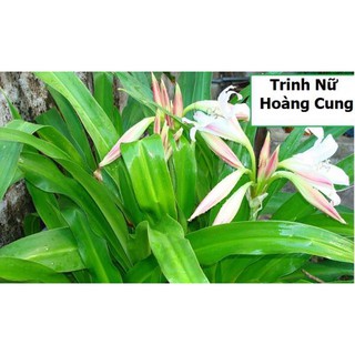 Trinh nữ hoàng cung (1kg khô)
