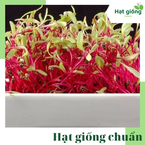 Hạt giống rau mầm củ dền đỏ dễ trồng, thu hoạch nhanh, cây giòn ngọt gói 10g