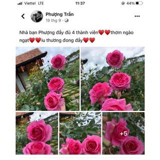 Hoa hồng ngoại Bernadette Lafont