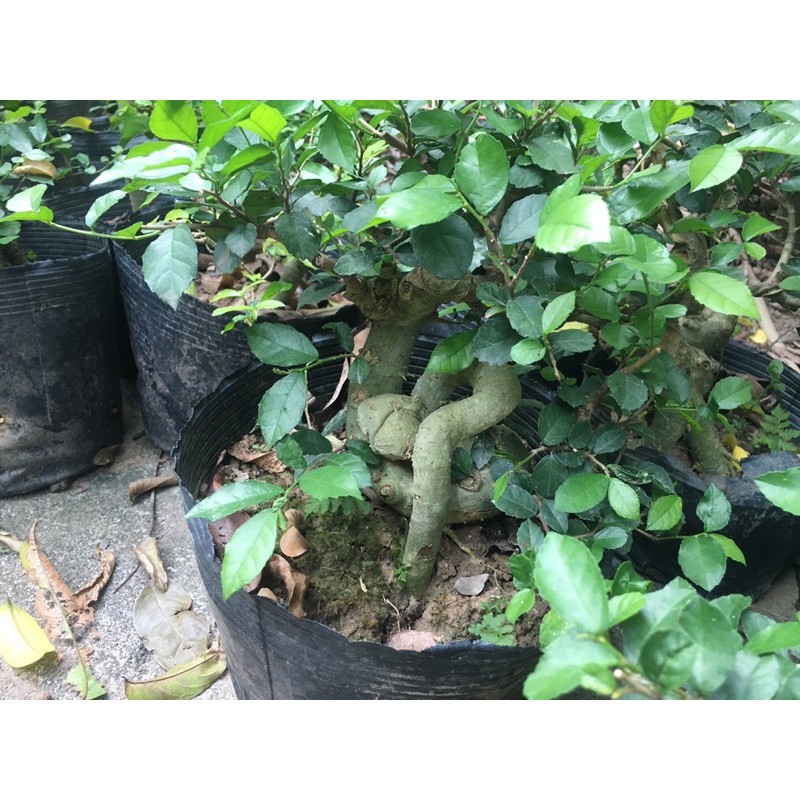 Cây duối siêu mini 4 năm tuổi. cây trên bầu đen, không chậu