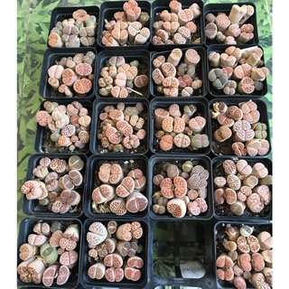 chậu 7 cây sen đá mông , sen thạch lan  , Lithops size to