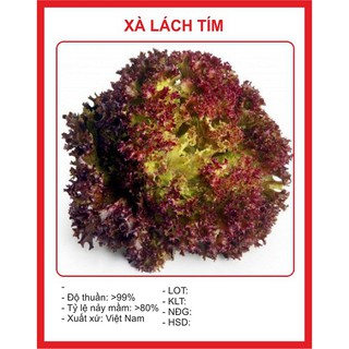 Hạt Giống Xà lách xoăn tím ( 0,5gr/gói )