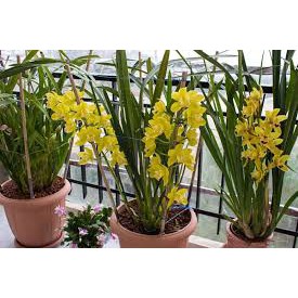 Com bo 2 củ hoa địa lan santo màu cam, hoa tết siêu bền 2-3 tháng