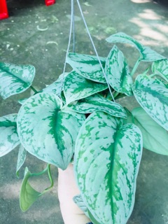 TRẦU BÀ PHÁP CHẬU GÁO DỪA