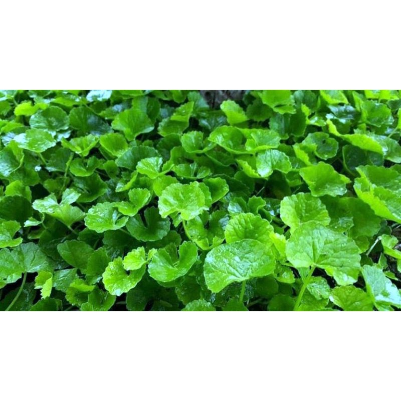 Cây giống RAU MÁ LÁ NHỎ.