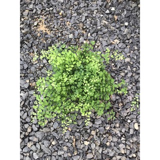 Dương xỉ Tóc Thần Vệ Nữ