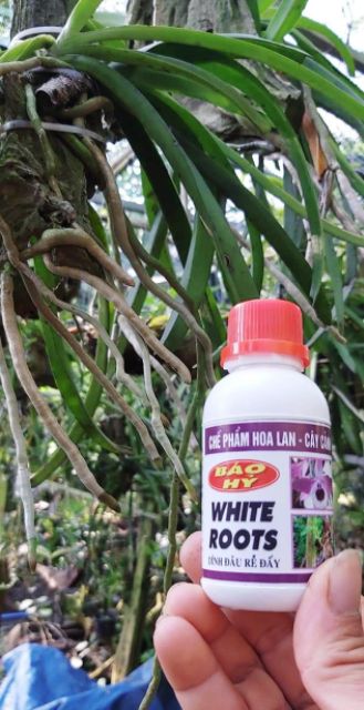WHITE ROOT - Siêu Kích Rễ Báo Hỷ lọ 100ml