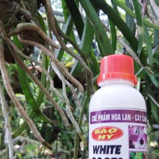 WHITE ROOT - Siêu Kích Rễ Báo Hỷ lọ 100ml