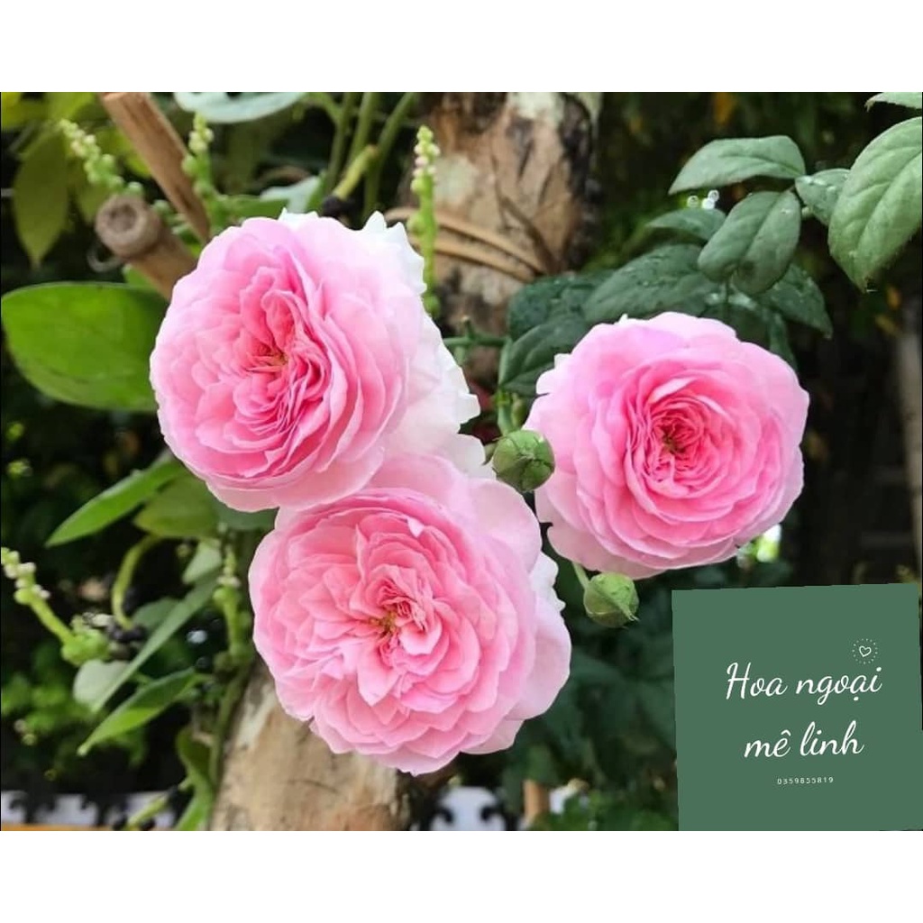 Hoa Hồng Ngoại Mon Coeur cô nàng đến từ xứ sở Nhật Bản - có hương thơm mạnh-hoangoaimelinh