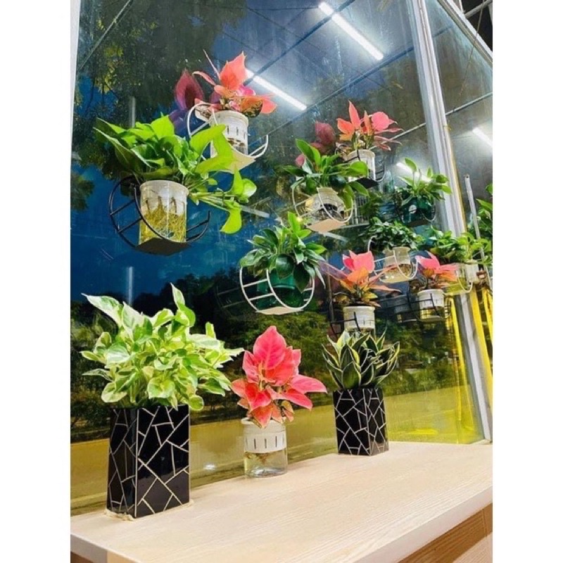 Kệ Dán Treo Tường - Trang trí Nhà cửa - Để Hoa cảnh, Khung ảnh, tượng...