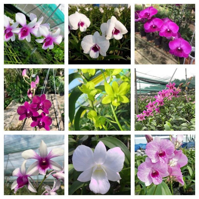 Lan denro nhiều màu