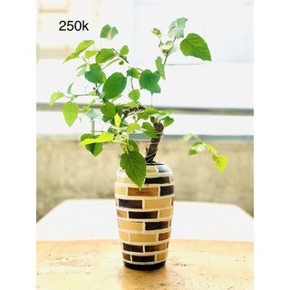 Chậu dâu tằm bonsai