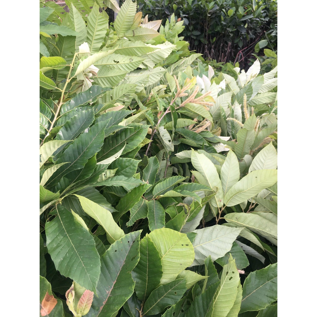 Cây giống hạt dẻ Chestnut Trùng Khánh