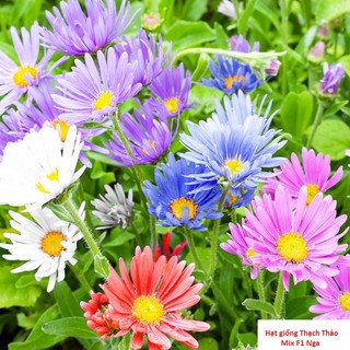 Hạt giống hoa thạch thảo Thiên Thần mix nhiều màu_Hoa thạch thảo cây cao