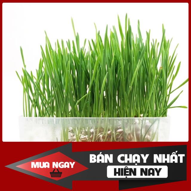 Hạt trồng cỏ cho mèo 3 gói hạt cỏ mèo 0