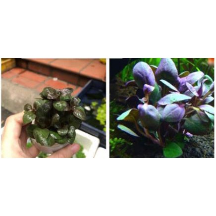 Cây Hồng ba tiêu - Cây cắt cắm trang trí bể thủy sinh bể cá cảnh, terarium, tiểu cảnh