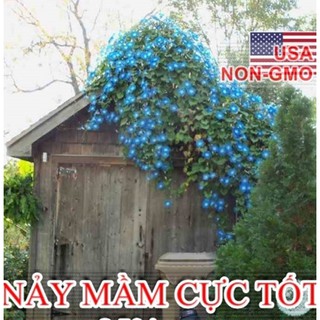 20 Hạt giống hoa Bìm bìm xanh