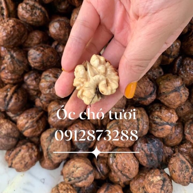 ÓC CHÓ TƯƠI MUA 2kg Tặng kẹp bóc