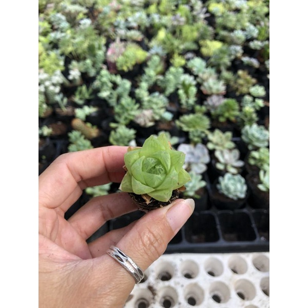 Sen đá mini 🌸🌸