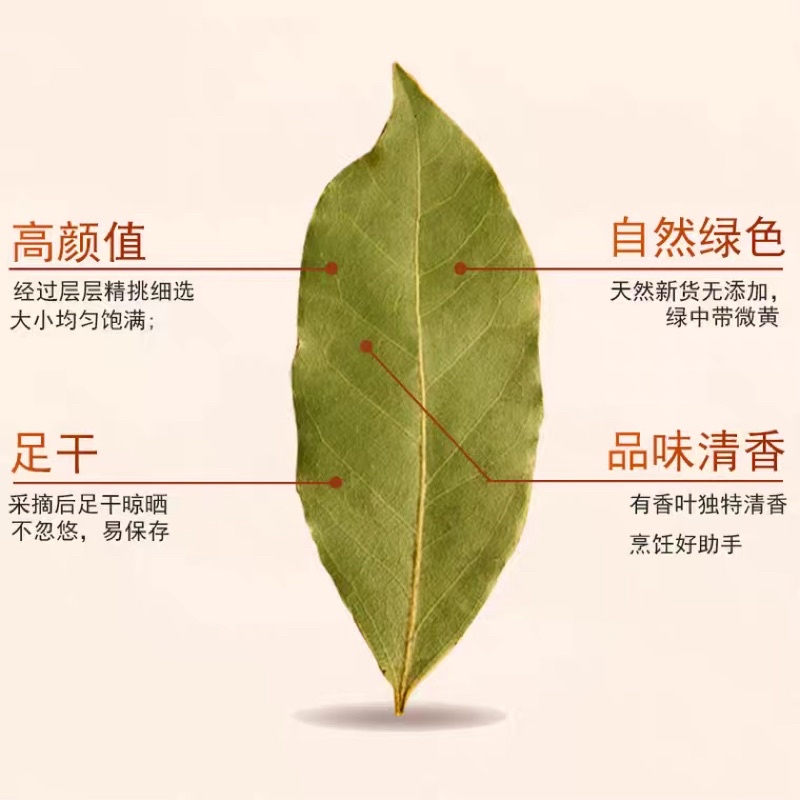 Lá nguyệt quế thơm ( bay leaf ) lá xanh đẹp