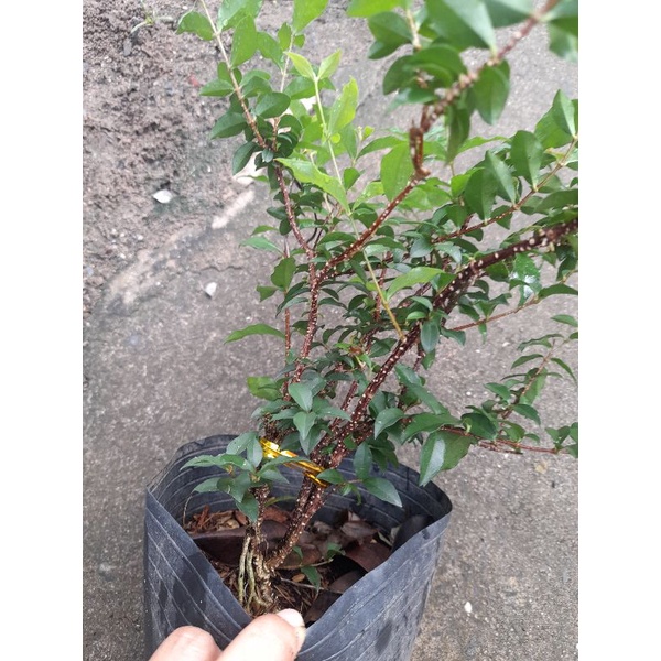 Chậu cây hồng ngọc mai  thơm