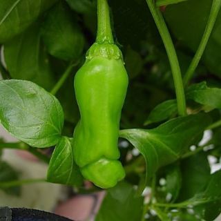 Hạt giống ớt cu tí