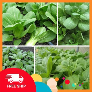 10g hạt giống cải thìa khuyến mại trong ngay