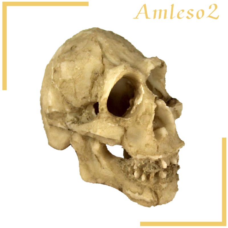 Đầu lâu / hang động rắn dùng làm đồ trang trí môi trường sống cho bò sát