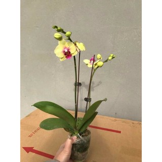lan hồ điệp sẵn 2 ngồng hoa