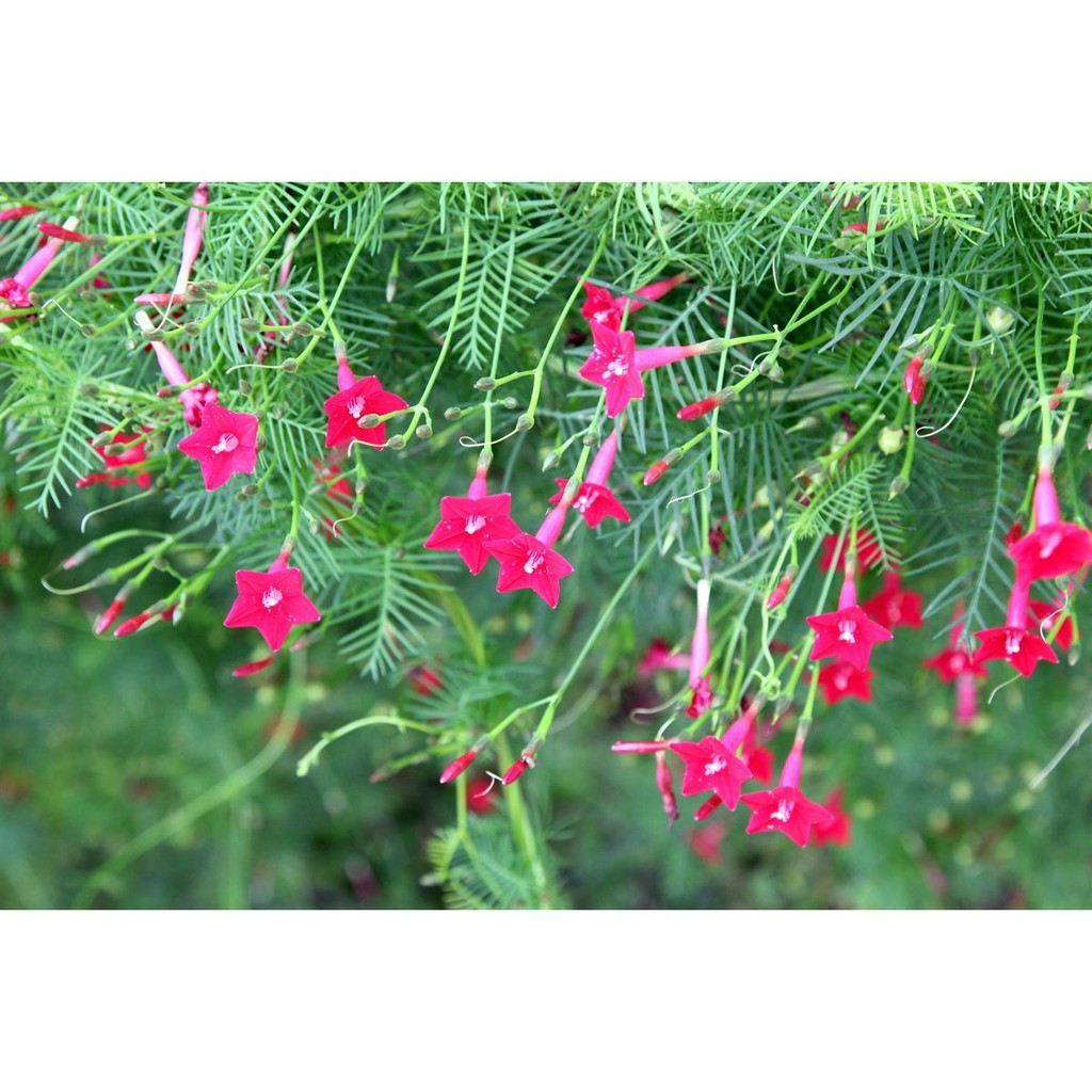 Chậu cây dây leo tóc tiên, dây leo giàn, hoa sao leo, Ipomoea quamoclit L - Trang Flower