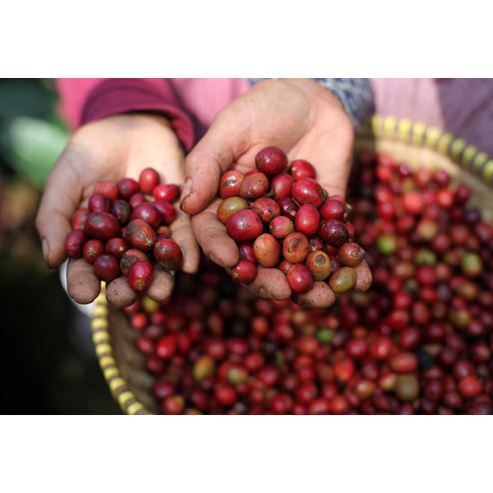 [SIÊU SẠCH] 5Kg Cà Phê Robusta 2019 Nhân Sống Chưa Rang