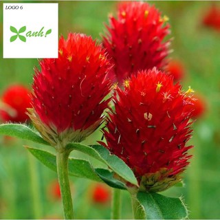 50 H - HẠT GIỐNG CÚC NÚT ÁO ĐỎ