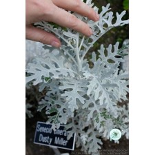 50 Hạt Giống Cúc Lá Bạc Cây Ren Bạc