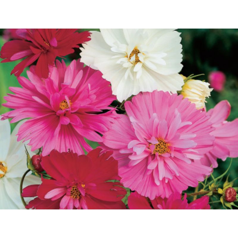 ( HOT ) Hạt giống hoa cánh bướm mix ( đơn, kép, nhiều màu) gói 50 hạt