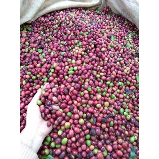 Cà Phê Pha Máy Robusta - VIETWAY COFFEE Hạt Rang Mộc Nguyên Chất 1Kg